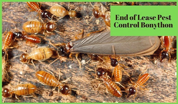 End of Lease Pest Control Bonython