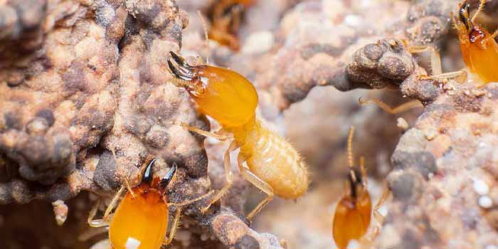 Termite Control Bonython